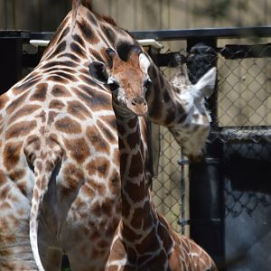 Hasani, Giraffa camelopardalis reticulata