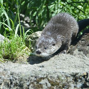Lontra canadensis pup