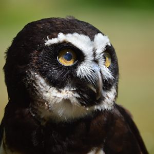 Coba, Pulsatrix perspicillata