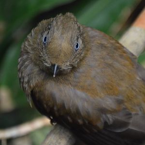 Rupicola peruvianus hatchling