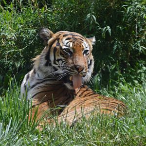 Panthera tigris jacksoni
