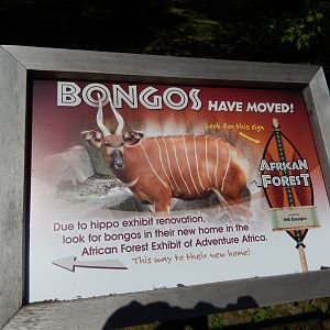 6/11/2019 - The Bongos Have Moved On!
