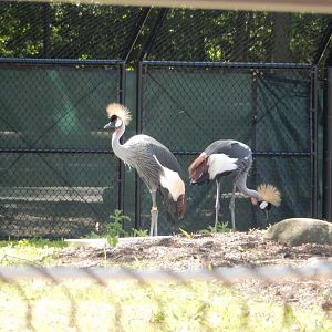 6/11/2019 - African Crowned Cranes