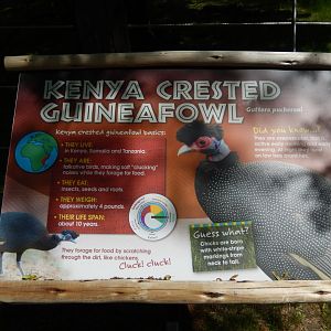 6/11/2019 - Kenya Crested Guineafowl Signage