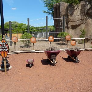 6/11/2019 - The Scoop on Poop!