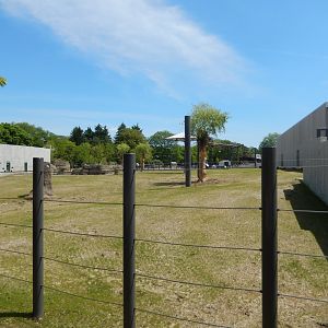 6/11/2019 - African Elephant Habitat - Side View