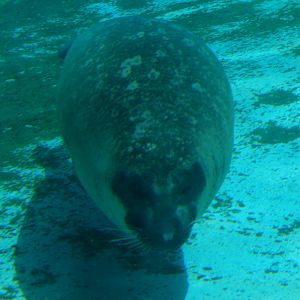 6/11/2019 - Harbor Seal