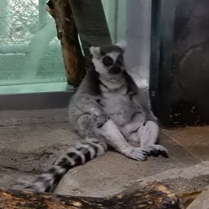 6/11/2019 - Ring-tailed Lemur