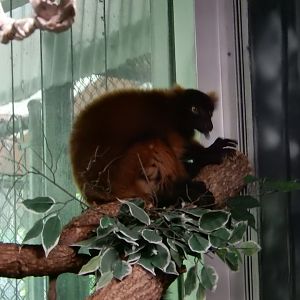 6/11/2019 - Giving The Raspberry