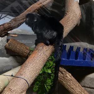 6/11/2019 - Goeldi's Monkey