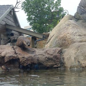 6/11/2019 - Otter Passage