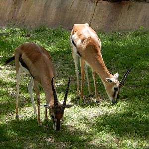 6/11/2019 - Thomson's Gazelles