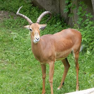 6/11/2019 - Male Impala