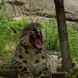 6/11/2019 - Mid-Yawn