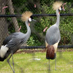 6/11/2019 - African Crowned Cranes