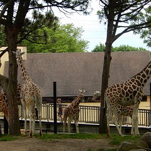 6/11/2019 - Giraffe Herd