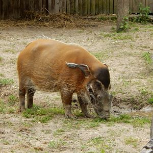 6/11/2019 - Red River Hog