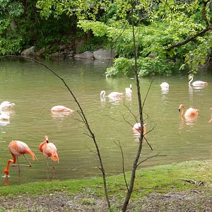 6/11/2019 - Flamingo Flock