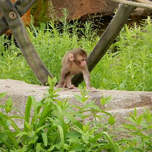 6/11/2019 - Baby Japanese Macaque