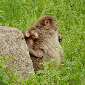 6/11/2019 - Piggyback