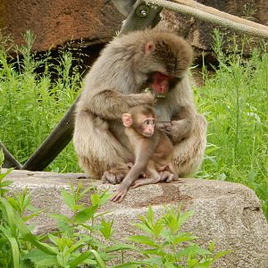 6/11/2019 - Mother and Child