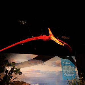 6/11/2019 - Brick Dinos Summer Special Exhibit - Pterosaur