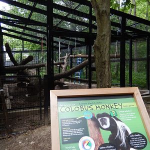 6/11/2019 - Outdoor Colobus Monkey Exhibit