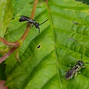 Pair of Sweat bees - Lasioglossum species