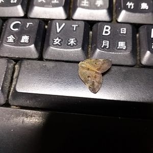 This little thing on my keyboard.ID?