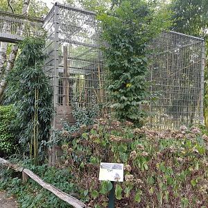 Enclosure Black howler monkey
