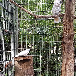 Salmon-crested cockatoos