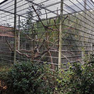 Aviary Salmon-crested cockatoo
