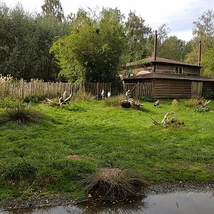 Enclosure Maguari - Screamer