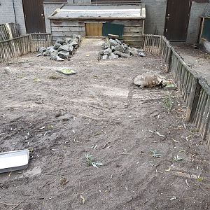 Outdoor-enclosure African spurred tortoise