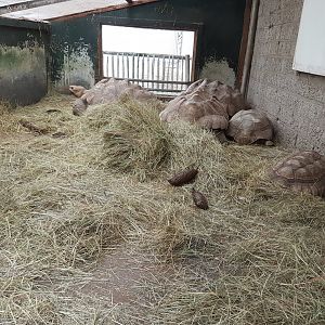 Indoor-enclosure African spurred tortoise