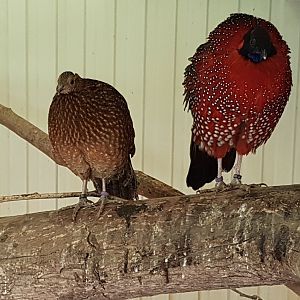 Pair of Satyr tragopans