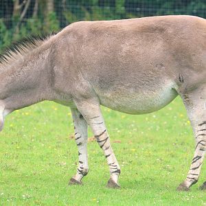 Somali wild ass; Marwell; 16th June 2019