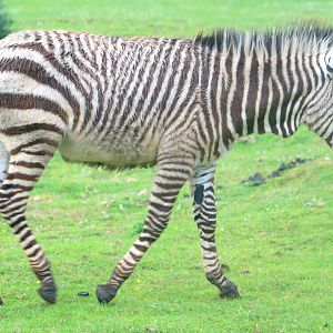 Young Hartmann's mountain zebra; Marwell; 16th June 2019.