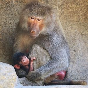 Less than one day old baby Hamadryas Baboon with mom Tankara