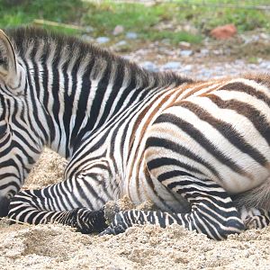Young plains zebra; Marwell; 16th June 2019