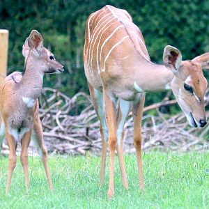 Lesser kudu with calf; Marwell; 16th June 2019.