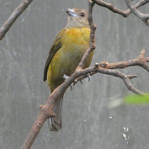 Passerini's Tanager