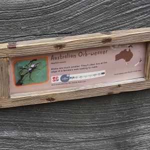 Australian Orb Weaver signage