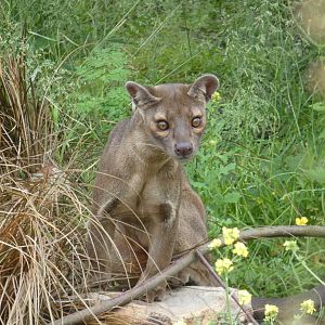 Fossa