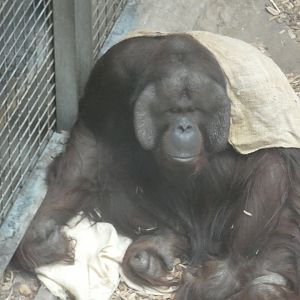 Bornean Orang-utan male