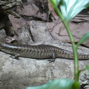 Giant Hispaniolan Galliwasp