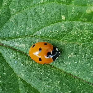 Coccinella septempunctata