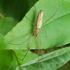 Long-jawed orb weaver - Tetragnatha species