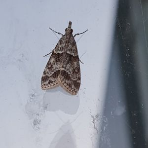 Eudonia mercurella