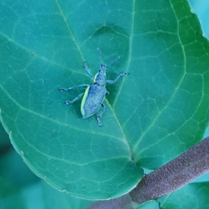Darkgreen yellow-banded weevil - Chlorophanus viridis